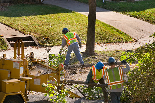 How Our Tree Care Process Works  in Rogers, MN